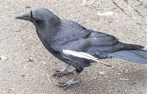 huge feather wings|crow with white tail feathers.